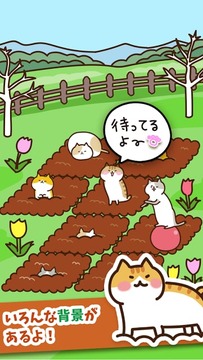 猫咪田园1.jpg